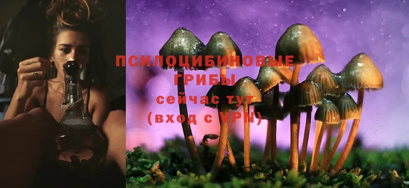 Псилоцибиновые грибы Cubensis  Кудрово 